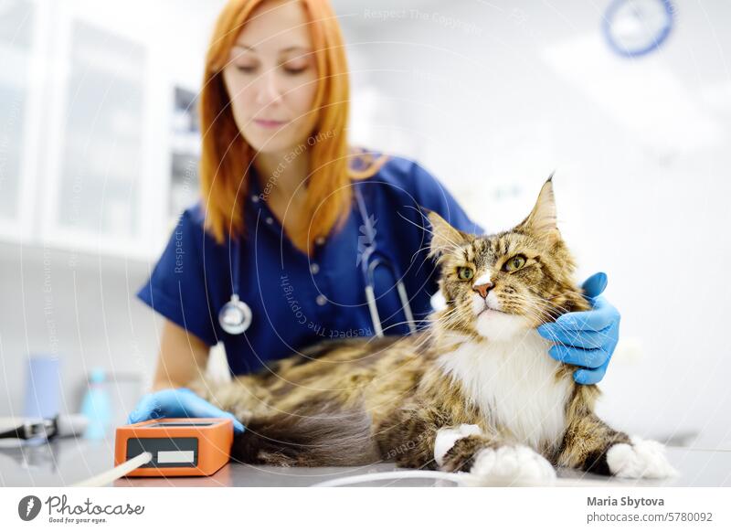Vet measuring the blood pressure of a cat. Veterinarian examining a Maine Coon cat in a veterinary clinic. Health of pets. Tests and vaccinations in the veterinary practice.
