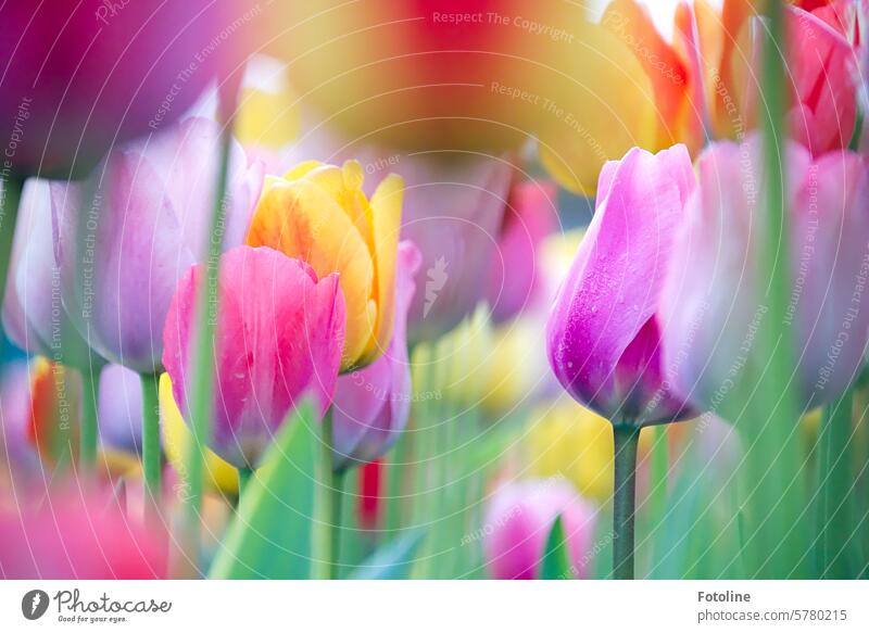 Dewy tulips stand close together. What colorful blooms! Spring Blossom Flower Tulip Tulip blossom Blossoming Plant Colour photo flowers Spring fever Green