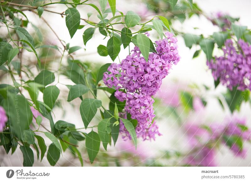 Lilac blossom in close-up and shallow depth of field fleider lilac Syringa Olive tree family Oleaceae greening detail amkro closeup Close-up purple Green Leaf