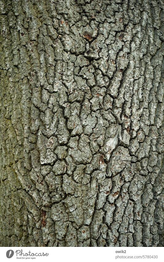 Rough shell Tree bark Oak tree Tree trunk harsh Nature Exterior shot Plant Forest Environment Colour photo Subdued colour structure cracks coarsely Close-up