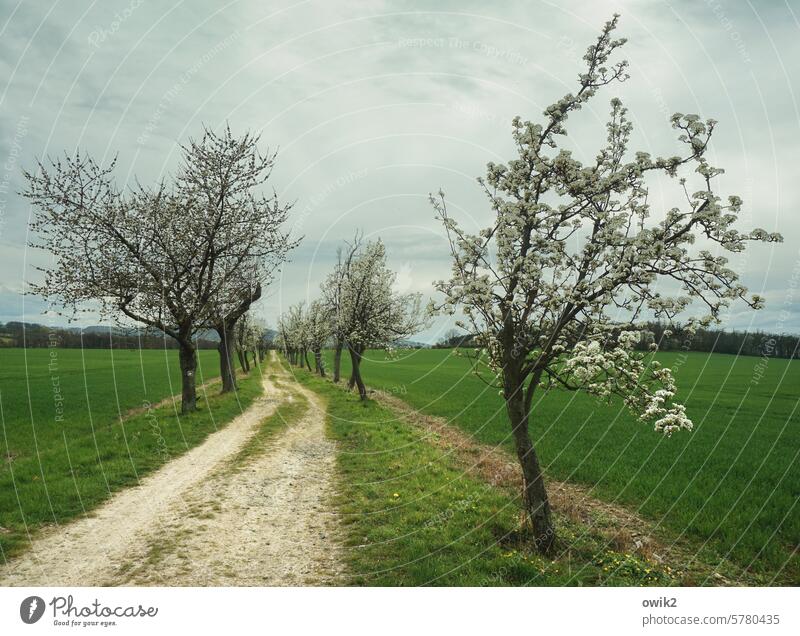 long distance Way of St James Landscape Lanes & trails Exterior shot Calm Deserted Nature Colour photo Spring tree blossom Idyll Beautiful weather Green
