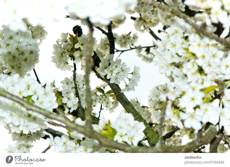 cherry blossom Branch Tree Blossom Relaxation awakening holidays spring Spring spring awakening Garden Sky allotment Garden allotments bud Deserted