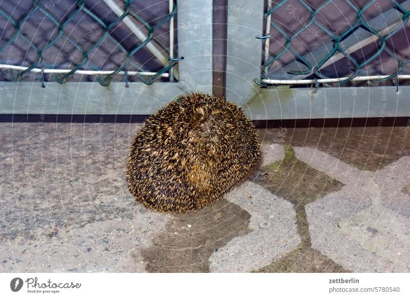 He doesn't want to be photographed either. Evening lightning bolt flash Hedgehog Sphere spiked ball prickles spiny animal Animal
