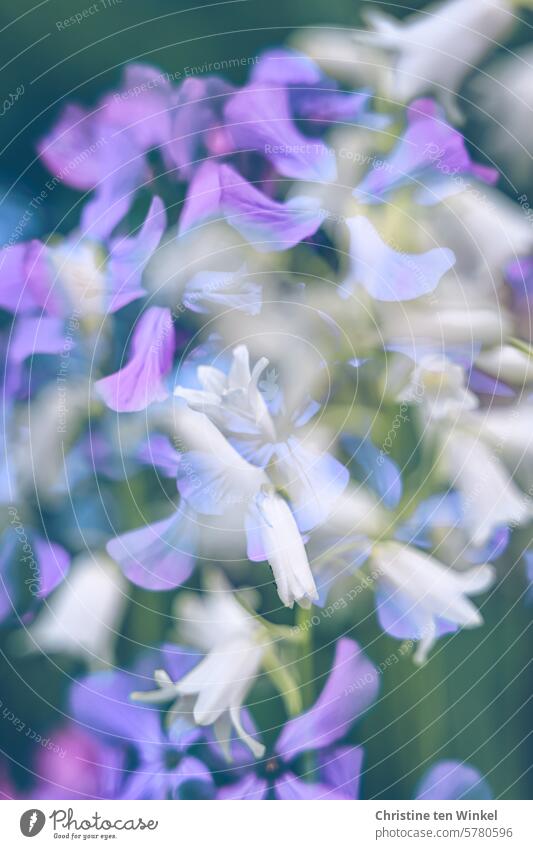 Abundance of flowers blossoms Spring bluebell silver leaf Purple flowers white flowers blossoming Nature blurriness purple heyday Blossoming romantic