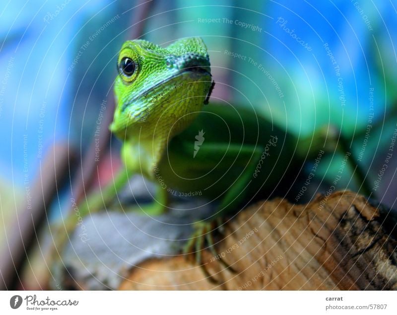 Ready for takeoff Green calotes Saurians Agamidae Animal Primitive times Zoo Pet shop Terrarium Virgin forest Captured Blue Contrast Life Wild animal