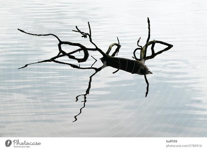 Wood in water - like an insect Old Reflection Deception reflection Water strider Log optical illusion Wet Abstract Irritation Insect branches Branch Twig