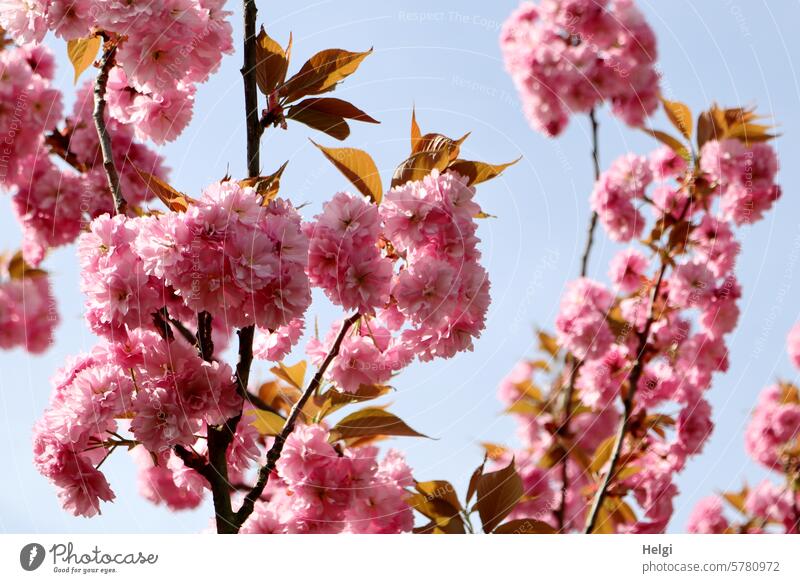 pink spring blossoms Ornamental cherry Ornamental cherry blossoms Spring Pink Twig Leaf Sky Nature Blossom Plant Blossoming Colour photo Deserted Tree