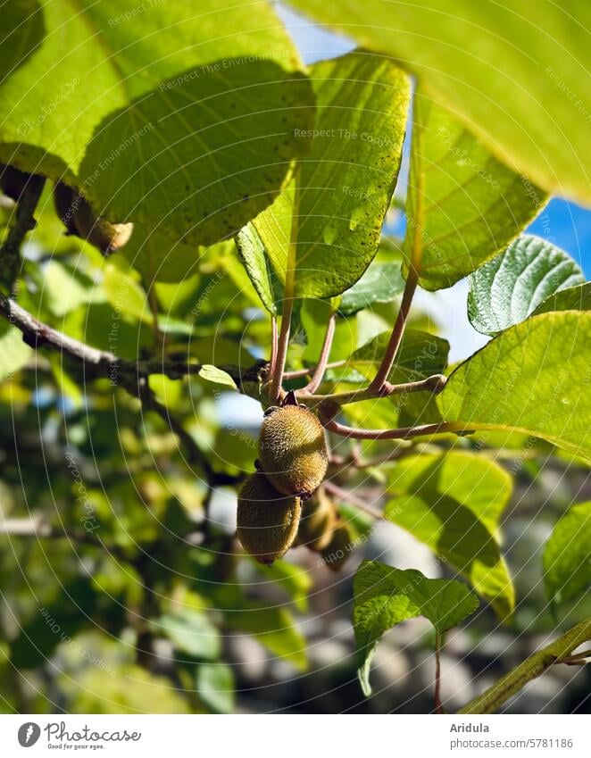 Kiwis on a branch in the sun Kiwifruit kiwis Fruit leaves climbing plant Sun Blue sky Sunlight Schstten Nature Beautiful weather Leaf food Healthy Eating