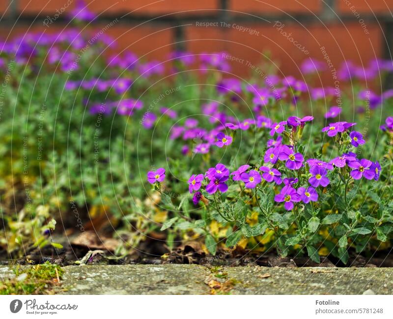 Small purple flowers grow on the stones in front of a reddish-brown brick wall. Brick Brick wall Ground Stone Stone floor blossoms Blossom leave Wall (barrier)