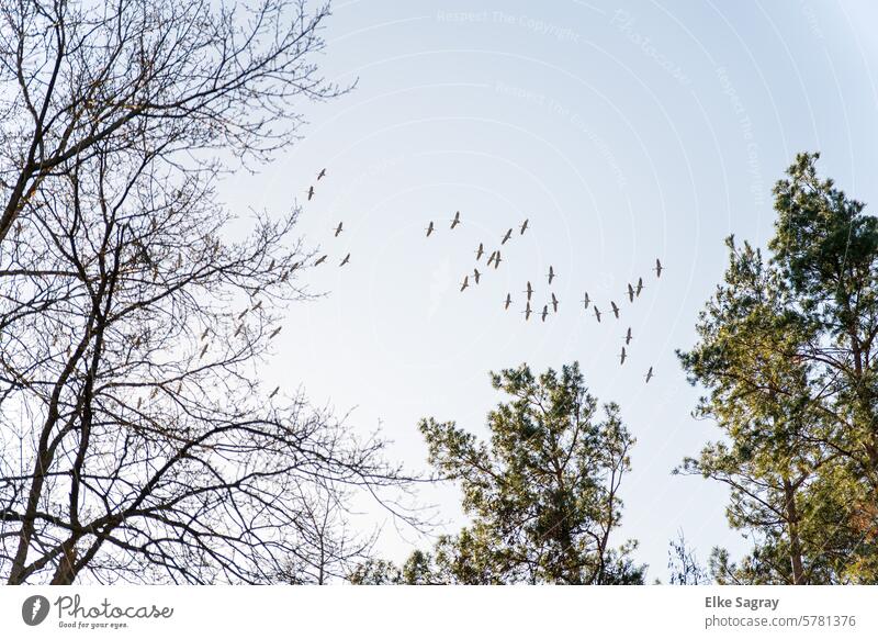 Wild geese - Flock of birds uncoordinated between the trees in the sky Spring Exterior shot Colour photo Environment Deserted Nature pigeons animal world