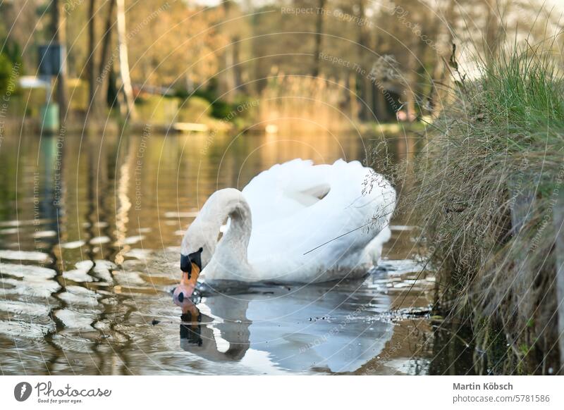 an elegant white swan swims in the water. the wild animal appears majestic. Bird bird black wildlife bird species river beak orange feather young bird nature