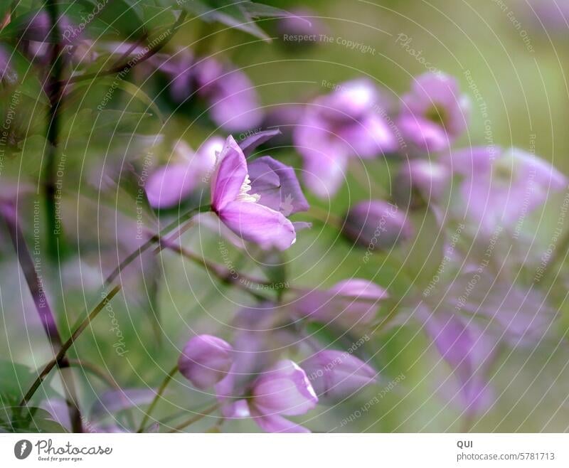 Forest fairy ... small soft pink Small Fine Colour game Dreamily Spring Firm Festive Delicate Artistic blurriness bokeh fragrant Twig Esthetic solemn Close-up
