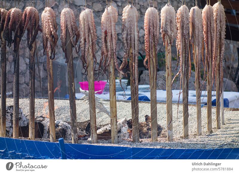 A row of calamari on vertical skewers over an open wood fire Marine Animals Barbecue (apparatus) vacation holidays by the sea Beach exoticism Mediterranean food