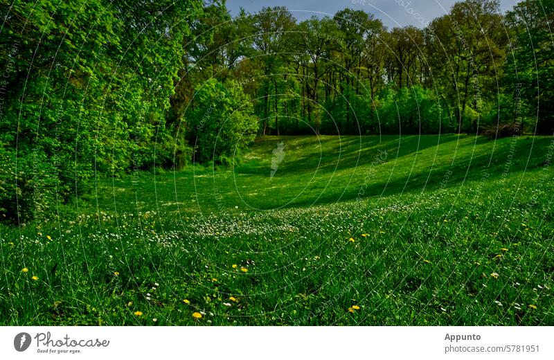 Full of green! - Sunny park scene with lush green meadow in a hollow in the ground in the country Total Green The green Park Park scene Meadow Soil depression