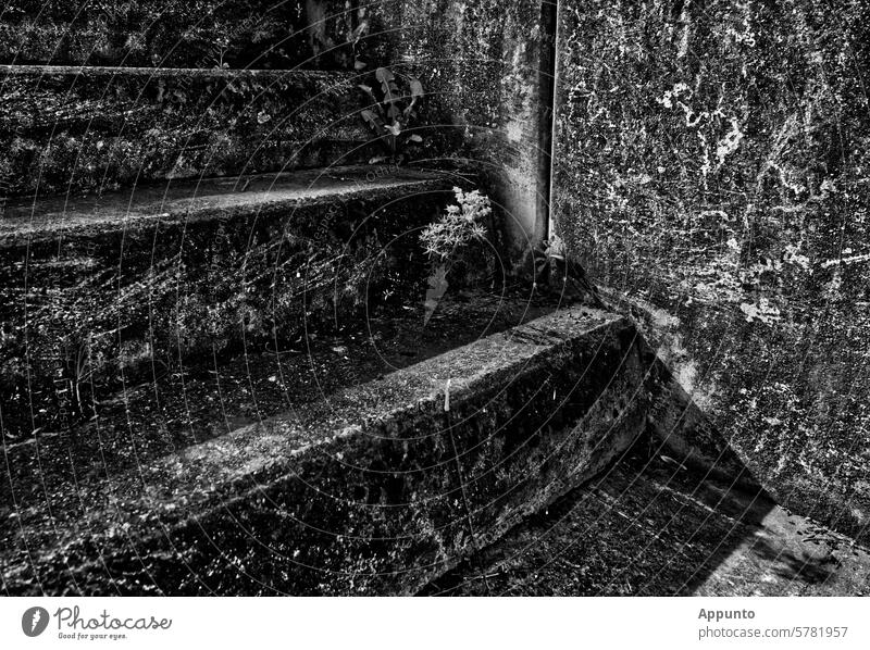 Steps of an old outdoor concrete staircase with striking surface texture due to weathering, hard shadows, few herbaceous plants in the corners, black and white image