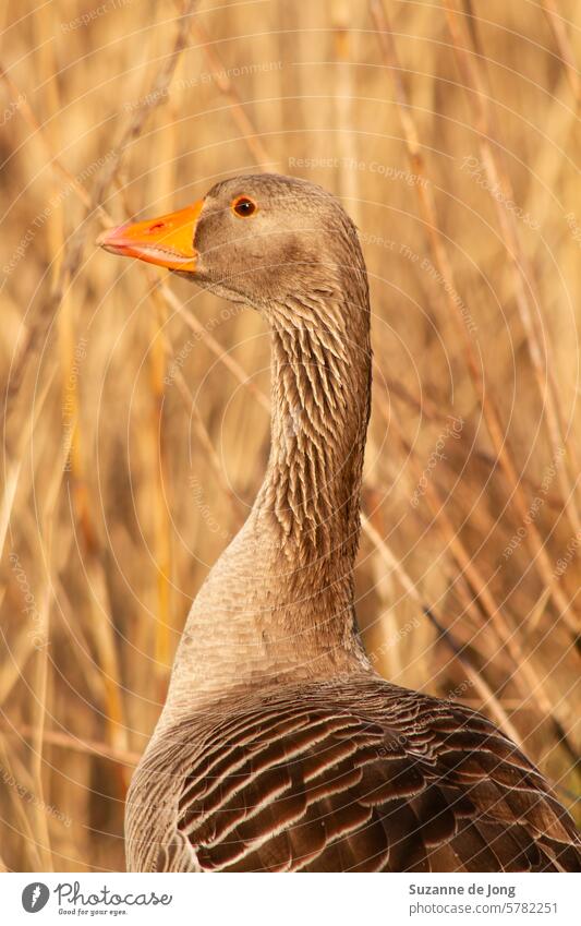 Portrait of a grey goose looking backwards with reed in the background. The goose and the background are both in brown/orange warm colors. Goose Warmth Animal