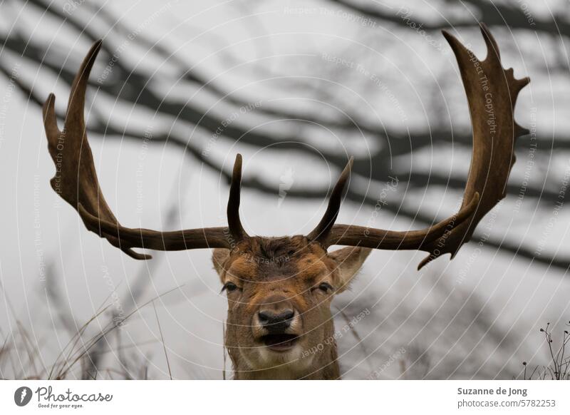 Animal portrait of a happy looking deer with impressive antlers, with a moody/grey background Deer Antlers wildlife Wildlife Photography Wild animal nature