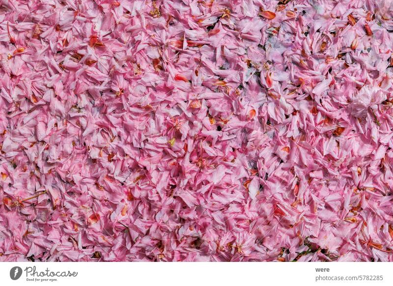 Faded pink ornamental cherry blossoms Leaves form a colourful carpet on the ground Background Blossoms Form blooming copy space faded flowers leaves nature