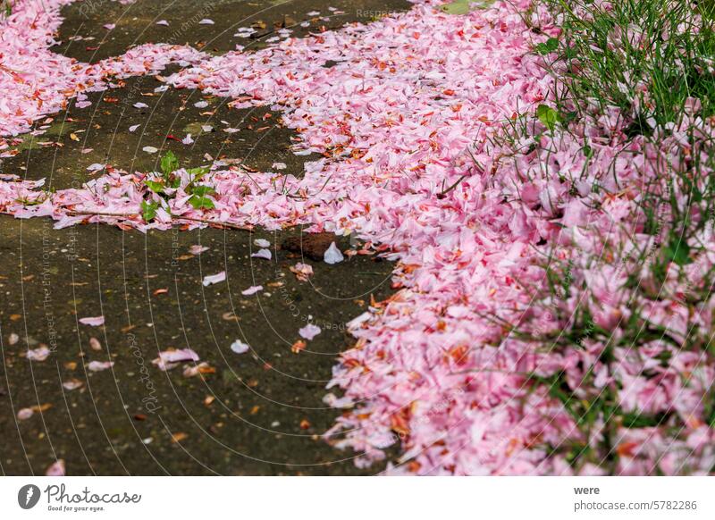 Faded pink ornamental cherry blossoms Leaves form a colourful carpet on the ground Background Blossoms Form blooming copy space faded flowers leaves nature