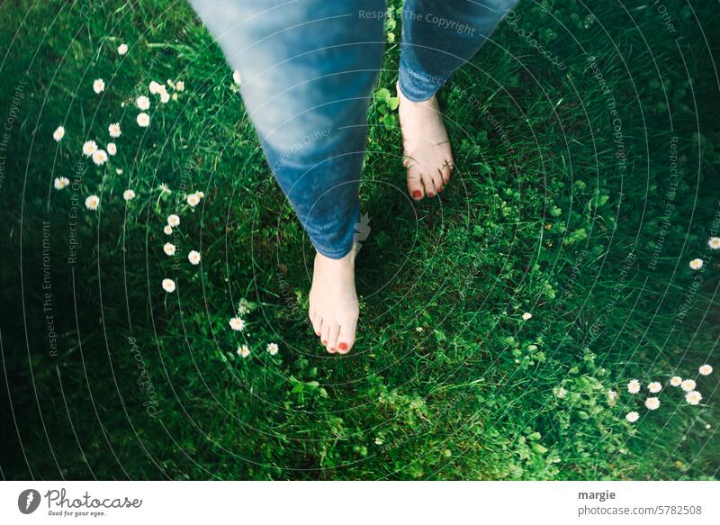 Barefoot through the meadow Meadow grass Feet on the ground Legs Woman Women's legs flowers Going barefoot Flower meadow Daisy Toes Nail polish Red Green Summer
