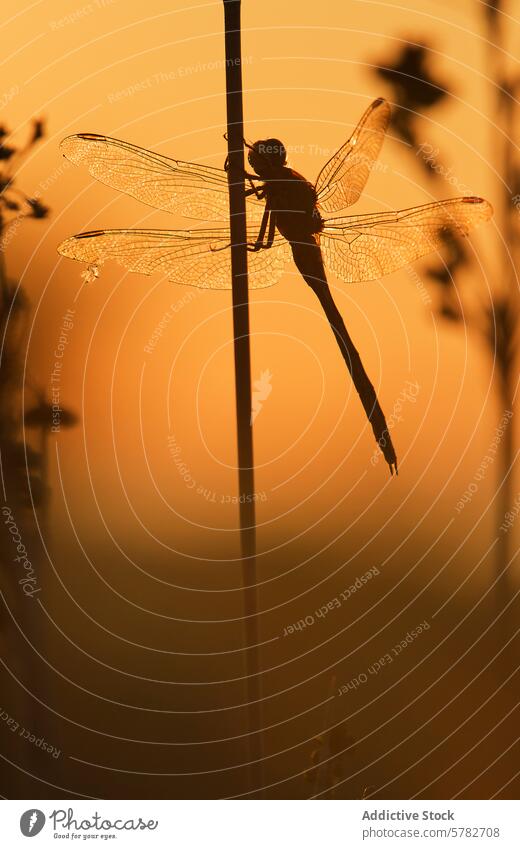 Dragonfly silhouette against a sunset background dragonfly nature insect tranquility summer evening golden hour wildlife delicate backlight warmth dusk glow