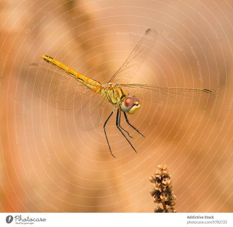 Dragonfly perched delicately on a plant dragonfly insect nature wildlife macro close-up wing balance stem outstretched background warm fauna entomology bug