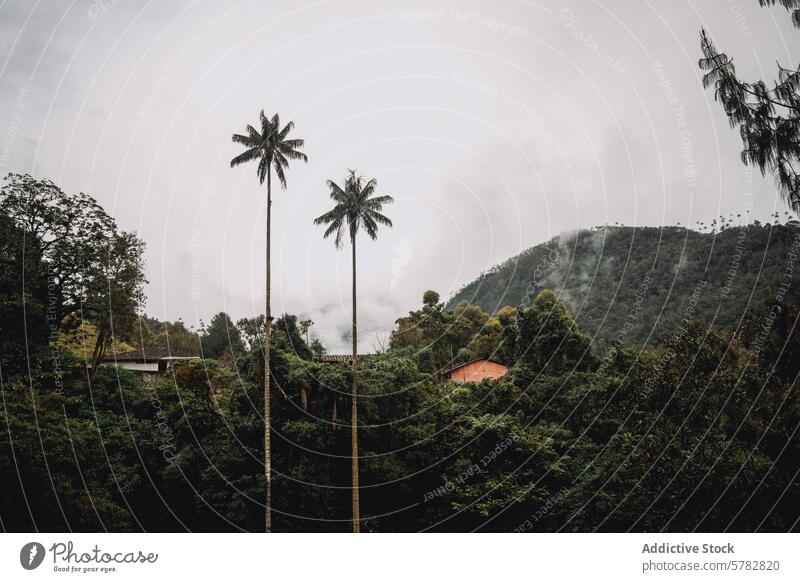 Wax Palms in Cocora Valley Colombia under Cloudy Sky wax palm cocora valley colombia landscape green lush cloudy sky nature travel outdoor scenic vegetation