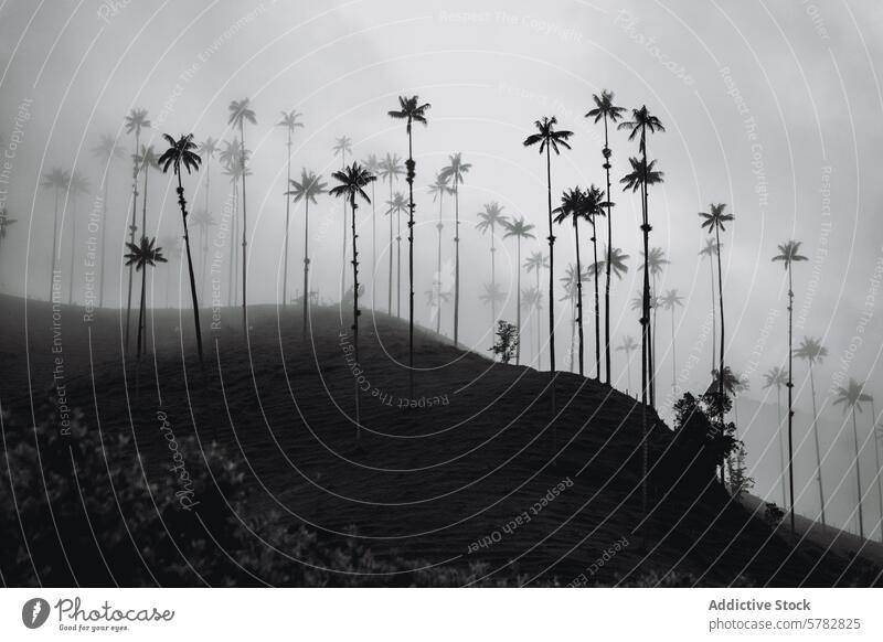 Misty Cocora Valley with Giant Wax Palms mist cocora valley wax palm colombia scenic black and white nature landscape silhouette fog travel destination tropical