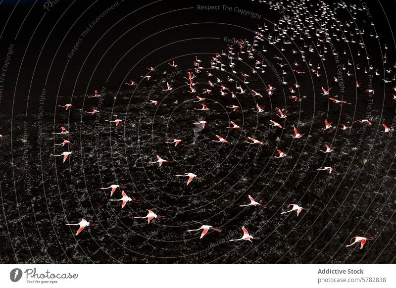 Graceful flock of flamingos soaring over water flight wildlife ripple grace bird wing feather nature pink black reflection motion fly aerial group migration sky