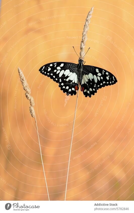 Black and white papiliodemoleus butterfly resting on grass stem black insect nature wildlife golden background close-up macro beauty antennae wings perched