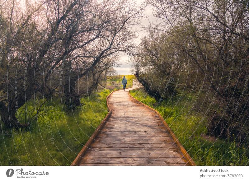 Serene walkway at Tablas de Daimiel, Castilla La Mancha wooden pathway nature tablas de daimiel national park castilla la mancha spain greenery tranquil serene