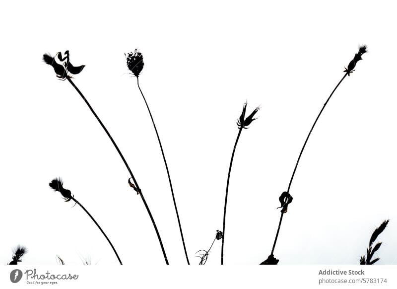 Silhouetted Insects Perched on Plants Against Sky silhouette insect plant sky white background perched delicate slender backdrop clear nature wildlife outdoor