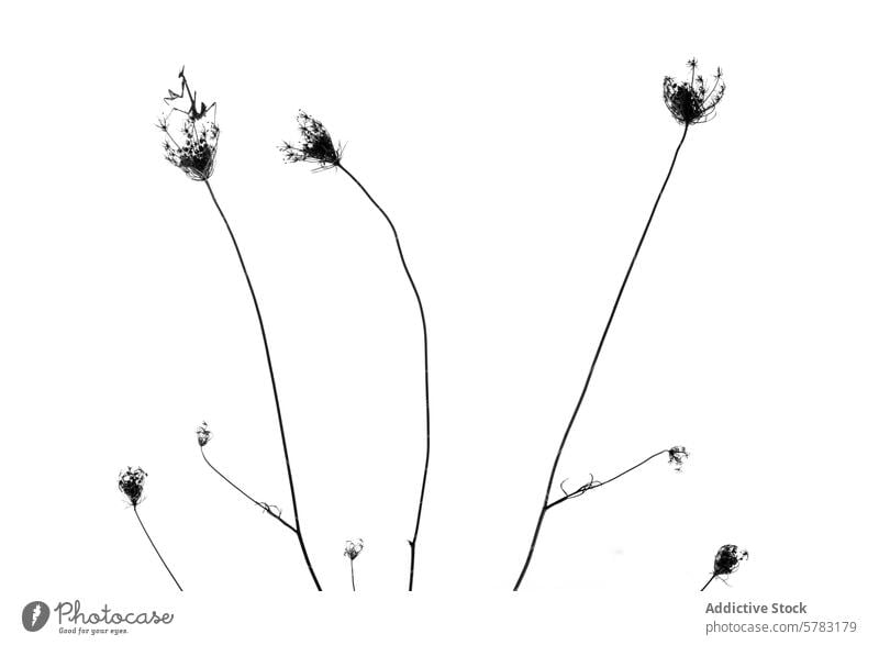 Minimalist Plant Silhouettes Against White Background silhouette plant minimalism white background tranquil delicate seed head botanical nature simple elegance