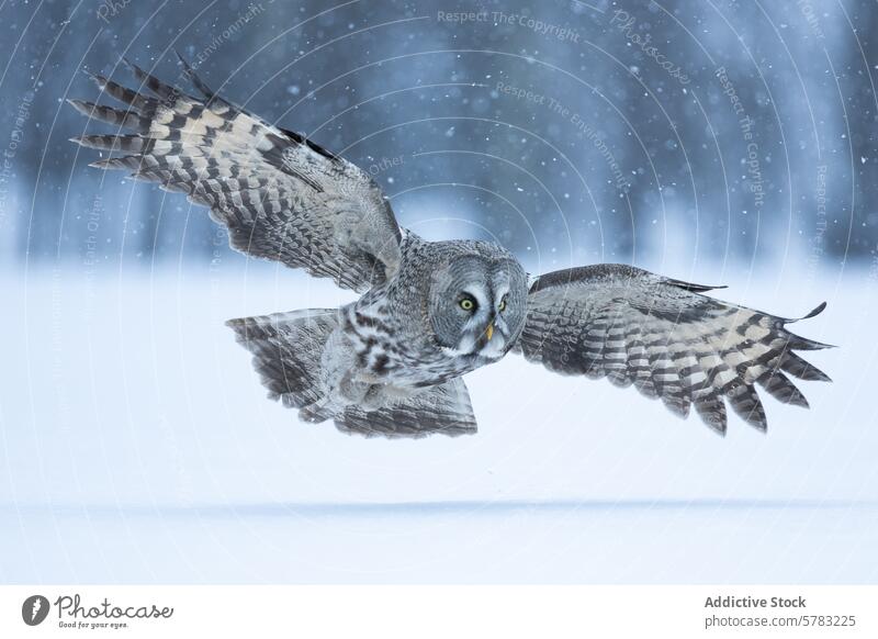 Majestic gray owl in flight during snowy weather bird winter nature wildlife wings feather majestic glide predator cold beauty natural span flying animal raptor