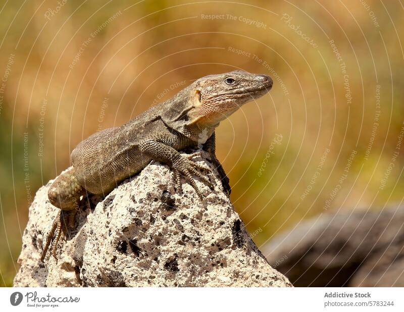 Majestic male giant lizard sunbathing on a rock gran canaria scales reptile textured arid environment nature wildlife bask blend resting rough outdoors daylight