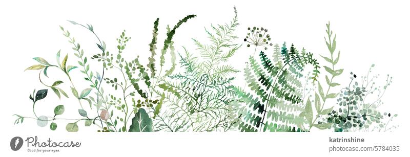 Border with Watercolor fern and botanical green leaves isolated illustration, wedding Birthday Botanical Drawing Element Exotic Garden Hand drawn Isolated
