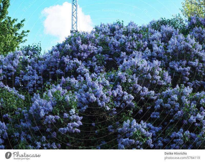 Magnificent blooming lilacs in front of a power pole and blue sky Lilac Spring Spring fever purple flowers blossom Blossoming urban Electricity pylon Sky