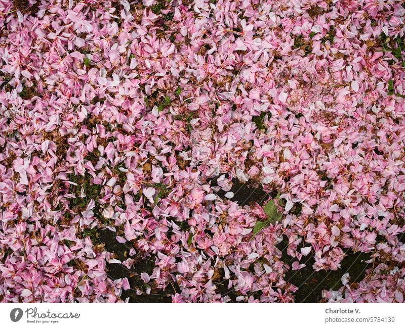 Abgeblühte Kirschblüten auf dem Boden Frühling Rosa verblüht Natur Blüten gefallene Blüten Kirsche Vergänglichkeit viele Jahreszeit