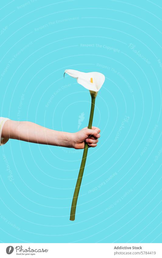 Hand holding a single calla lily against a blue background hand flower isolated cyan arm outstretched white serene beautiful simplicity minimalistic zen flora