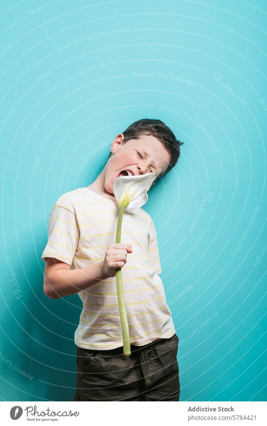 Boy grimacing while holding a large flower boy child young male person kid grimace face expression bite white teal blue background wince uncomfortable