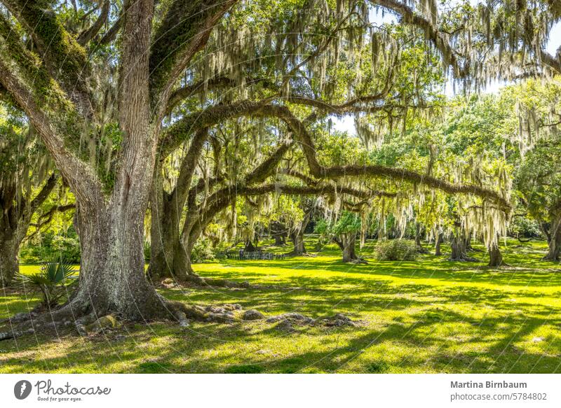 Old life oak trees with hanging spanish moss, southern living plants georgia lush nature historic green forest tunnel landscape places leaf countryside