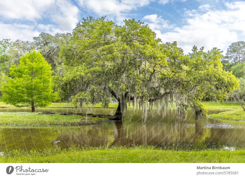 Old single life oak trees with hanging spanish moss reflecting in a pond, southern living live oak trees plants texas lush nature historic green forest