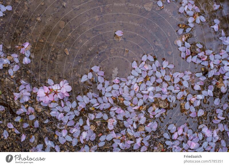 Fallen pink petals in a puddle by the path Spring Pink Faded Puddle Rain Wind Nature Plant Blossom leave Wet Garden Close-up Exterior shot Delicate pretty