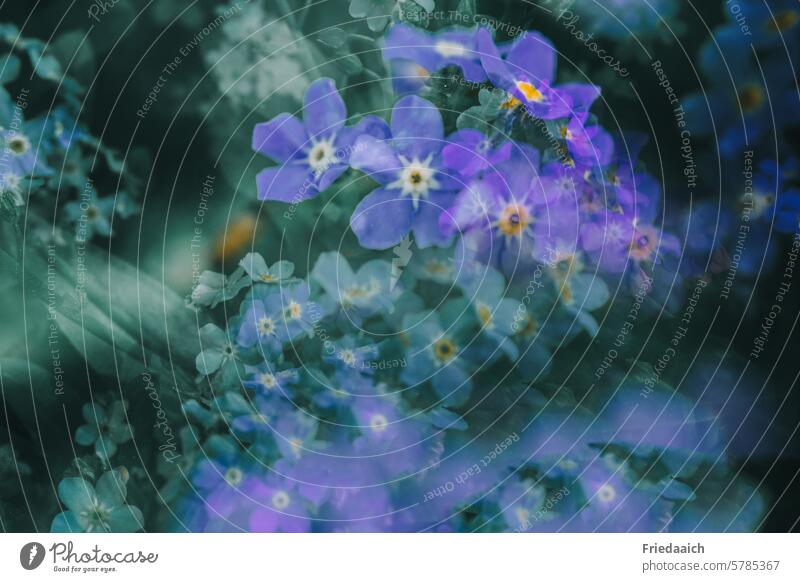 FORGET-ME-NOT flowers Garden Plant Nature Colour photo Blossoming Spring naturally Environment Close-up Exterior shot Flower meadow Blue Double exposure Detail