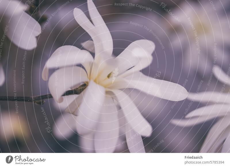 Flowering white star magnolias Flowering plant White Spring Blossom Plant Nature Garden Exterior shot Close-up Detail Blossoming naturally pretty Esthetic