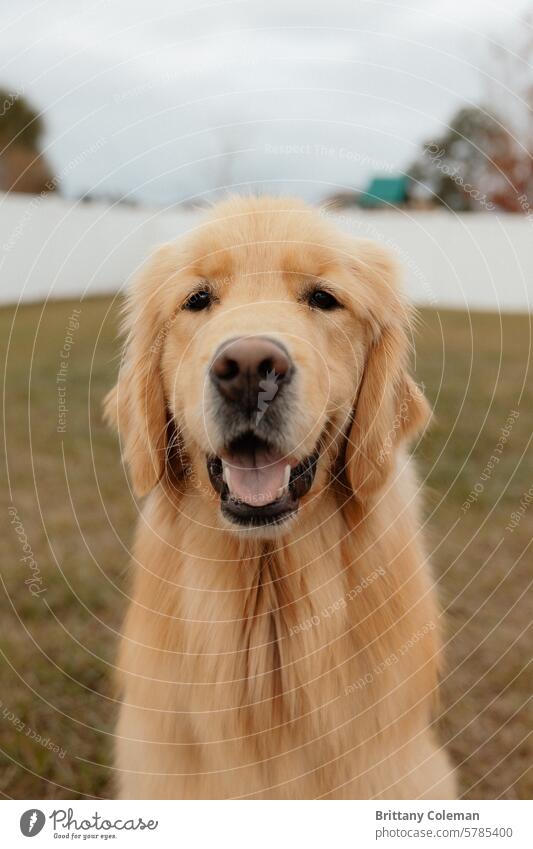portrait of a golden retriever Golden Retriever Dog Pet Animal Animal portrait Cute