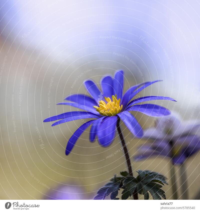 Blue miracle anemone Flower Blossom Nature Close-up Plant Blossoming pretty Garden blurriness Delicate Macro (Extreme close-up) Anemone Spring Poppy anenome