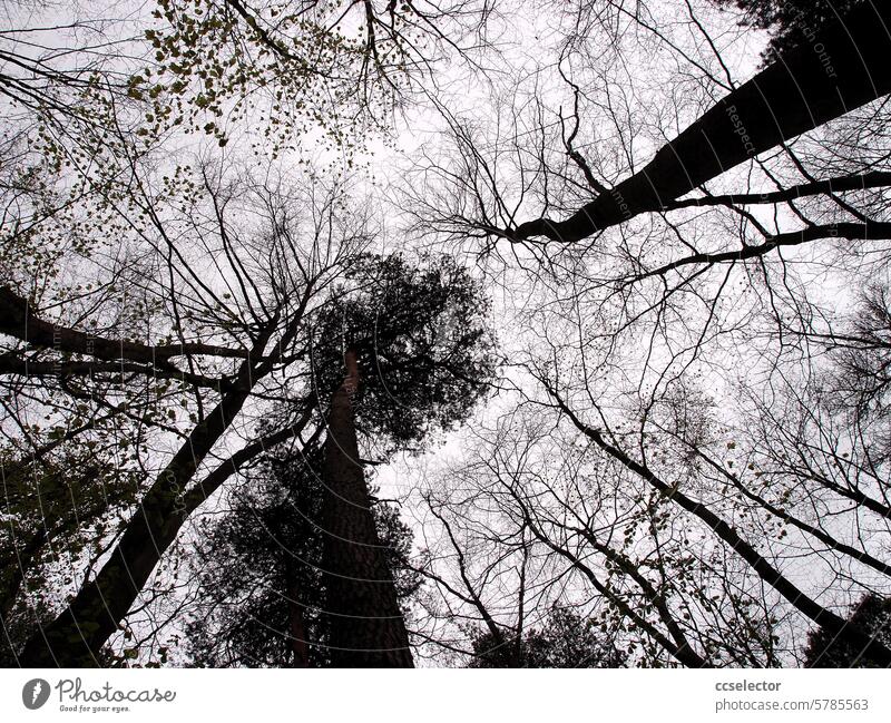 Blick in die Krone einiger Waldbäume Natur Bäume grün natürlich Leben Froschperspektive wachsen Himmel Forstwald