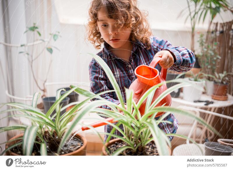 Child caring for houseplants with a watering can child gardening indoor care responsibility red spider plant attention activity nature nurture growth learning