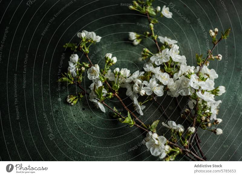 Elegant cherry blossom branches for table setting spring theme arrangement elegant flower floral decor decoration white petal bloom blooming botanical botany